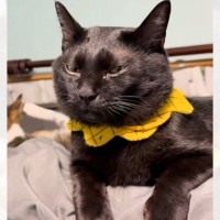 ベッドの上で『無』になる黒猫→後ろのほうを見てみると？…賢い『作戦』に爆笑する人が続出「固い意志を感じるｗ」「吹いたｗ」と17万再生