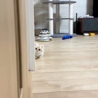 子猫と『だるまさんがころんだ』→飼い主さんが壁から顔を出すと…悶絶必至のたまらない光景が92万再生「上手だねｗ」「か、可愛すぎるｗ」