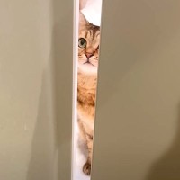 ドアの隙間からのぞいているネコ→次の瞬間、顔で…飼い主のそばにいたくて見せた『まさかの行動』に「形状記憶丸顔」「こじ開けたｗ」と反響