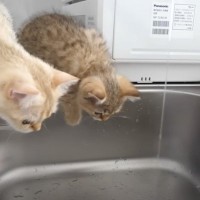 『流れ落ちる水』を見た子猫が…ビビりながらも触ろうとする様子が可愛すぎると６万再生の反響「水と葛藤する姿が面白いｗ」「本当に愛らしい」
