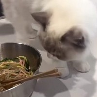 お酢の匂いを嗅いだ猫→あまりの『強烈な匂い』に……まさかの行動をとる様子が笑えると74万再生「おもしろ可愛いｗ」「一生懸命感がいいね」