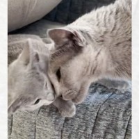 先輩猫が子猫にスリスリしようと顔を近づけたら…次の瞬間→『まさかの展開』が笑っちゃうと16万再生「シュールだねｗ」「何回みても笑う」