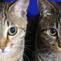 まるで『イエベとブルベ』→色合いが違う『2匹のキジトラ猫』が可愛すぎると2万7000いいね「すごいしっくりきたｗ」「間違いないｗ」