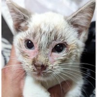 保護されたときは猫風邪がひどかったボロボロの子猫→１年が経過すると…思わず泣ける光景に反響「キレイな子」「ずっと元気でいてね」