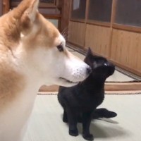 パパとママが帰ってくると、猫と柴犬が……あまりにも可愛すぎる『お出迎えの様子』が288万再生「ネコのツンデレ感ｗ」「宇宙一平和」
