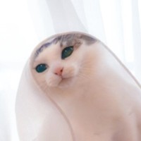 『猫がレースカーテンを纏った瞬間』を撮影した結果…あまりにも神々しすぎる光景に22万いいねの大反響「とっても素敵」「なんて美しさ」