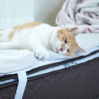 『大好きなお姉ちゃんが帰ってこない』ことに気づいた猫…帰りを待ち続ける姿に涙が出ると70万再生「じーんときた」「家族愛を感じる」