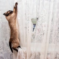 こんなことまで！？猫の危険な『想定外すぎる行動』4つ　知ることで予防ができるはず