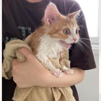 初めてのシャワーにびっくりした様子の猫→『頑張った後』は……可愛すぎる変化に笑顔になる人が続出「顔に笑ったｗ」「かわいいにも程がある」