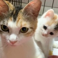 『ごはんをもらえませんか』というようにお家を訪ねてきた野良猫→お腹が大きくなっていることに気付いて…「感動で泣いた」「愛がいっぱい」