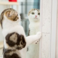 猫は『鏡に写った自分』をどう思っている？よくある反応3選と考えられる心理