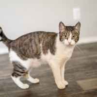 『かぎしっぽの猫』はなぜ縁起がいい？そう言われる理由や、猫のしっぽが折れる原因などを解説