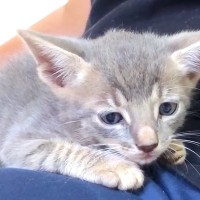 生後1ヶ月の『ヤマネコの血を引く子猫』をお家に迎えて約５年…成長の軌跡と『現在の様子』に感動する人が続出「素晴らしい」「優しいお兄ちゃん」