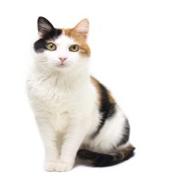 ウソ？ホント？猫にまつわる不思議な『言い伝え・都市伝説』3選