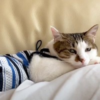 休日に映画鑑賞をするパパ→お腹の上にネコがいて…涙が出るほど尊い『幸せいっぱいな光景』が83万再生「優しい気持ちが湧く」「本当に幸せそう」