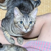 あぐらで座る飼い主の足元に、猫たちが集まってきて…うらやましすぎる『晩酌の様子』に3万いいね「いい夢見れそう」「可愛いが詰まってる」