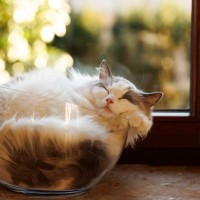 『イグ・ノーベル賞と猫』にまつわる3つのおもしろい研究　『猫は液体』説のほかにも驚きの発見が