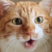 口をぱかっと開ける猫→となりにいる『ぬいぐるみ』を見てみると…思わずニヤける『可愛すぎる瞬間』に「最高ですｗ」「真似してるみたいｗ」