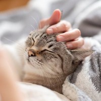 猫が『心から愛している人』にしか見せない7つの行動・仕草　飼い主だけが拝める貴重な姿！