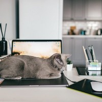 猫の飼い主さんに被害をもたらす『ネコハラ』よくある4つのケース　その時の猫の気持ちも解説