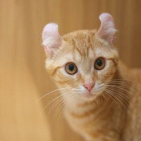 『唯一無二の特徴を持つ猫種』5選　大きい、小さい、毛がない…個性豊かな猫たちの魅力