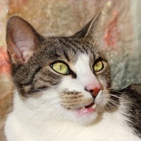 猫に『フレーメン反応』をさせるもの4選　独特の変顔になっちゃう理由も解説