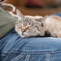 猫はなぜ『人の股の間でくつろぐ』のが好き？猫を魅了する4つのワケ