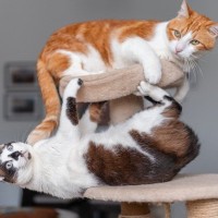 猫が毎晩『大運動会』を開催する4つのワケ　激しくて困っているときの対処法も