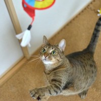 猫と『集中力』にまつわるおもしろい話3選　実は飽きっぽくない？猫の存在が人の集中力を高める？