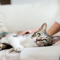 猫に『この人信用できニャイ』と思われる残念な人の特徴4選　こういうところが猫に嫌われる！