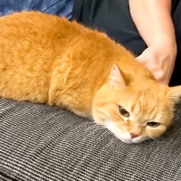３日ぶりにパパと再会して甘えまくる猫→パパが寝落ちした瞬間、ママのもとへ行き…『あざとすぎる行動』に「平等だね」「寝息可愛い」と反響