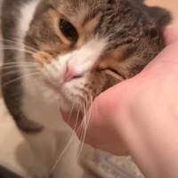 『１週間ぶりに帰ってきたママ』に……猫が『再会の瞬間』に見せた反応が感動すると6万再生「なんか泣けてきた」「大好きなんだね」