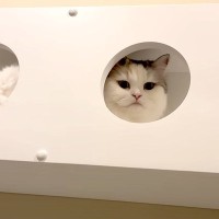 ネコ２匹の『触っても大丈夫なところ』を探してみたら…面白いほど違う『まさかの検証結果』が17万再生「両極端すぎてｗ」「全箇所ｗｗ」