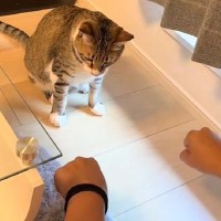 猫と『どっちに入っているかゲーム』をしたら…183万再生突破の『可愛すぎる反応』に「当てるときが可愛い」「理解してるの凄い」の声