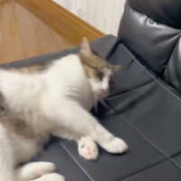 ソファーに横になろうとして滑り落ちた猫→次の瞬間…まさかの反応が138万再生「愛おしすぎるｗｗｗ」「飼い主のせいだと思ってそうｗ」