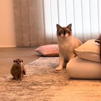 猫とミーアキャット→お互いの様子を伺ったかと思ったら…『可愛すぎる瞬間』が233万再生「動きが一緒で可愛いｗ」「ミーアの後輩感がすごいｗ」
