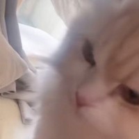 起きたらママがいないことに気がついた猫→次の瞬間…予想外の『鳴き声』に悶絶の声続出「可愛すぎて変な顔になった」「私産んだかも」