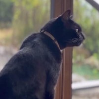 10年以上、田舎で一人暮らしだった母に『寄り添い続けてくれた猫』……大きな愛情に「動物の愛って凄い」「涙がこぼれ落ちた」と感動の声続出