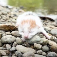 『河原で震えていた赤ちゃん猫』を保護→1か月後になると…成長した様子が素敵すぎると感動の声「助けてくれてありがとう」「とても美しい」