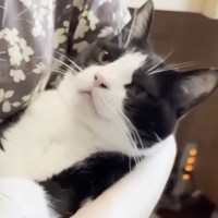 猫を保護してから８年、ずっと拒否されてきたけど…ついに訪れた『感動の瞬間』に「グッときた」「気持ちを大事にしてたご家族が素敵」と反響