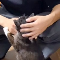 24歳のお兄ちゃんが大好きな『19歳の高齢猫』→お家に迎え入れた経緯と仲良しな姿に涙が出ると65万再生「愛が伝わる」「いい兄妹」