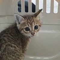 交通量も人通りも多い駅前で『鳴いていた子猫』が保護された結果…号泣必至の光景が32万再生「泣いてしまった」「涙が止まらない」と感動の声