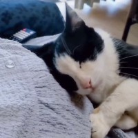 座っている妊婦さんの前に猫が現れて…お腹を見たときの『まさかの行動』が素敵すぎると133万再生「分かるんだろうね」「泣いてしまった」