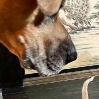 大型犬と近距離で対面して……小さな子猫が見せた『可愛すぎるリアクション』に６万いいね「巨人が出てきたみたいな」「かわいくて笑った」