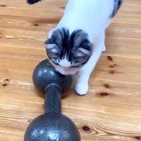 床に８キロのダンベルを置いていたら、子猫が近づいて…次の瞬間見せた『衝撃的な行動』に12万いいね「無理だからｗｗｗ」「チャレンジ精神」