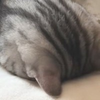 ベッドで気持ちよさそうに昼寝をしていた猫→100点満点な『姿勢』に「まさにごめん寝」「フォルムが愛おしすぎる」と101万再生の大反響