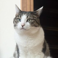 実家に帰ったら、ネコが…まるで人間のような『まさかの座り方をする様子』が衝撃的すぎると９万いいね「普通に声かけてきそう」「跳び箱失敗」