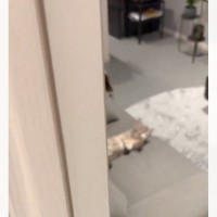 お風呂に入ったふりをして部屋を覗いたら…猫がしていた『まさかの行動』に3万いいねの反響「オシャレしてて可愛い」「余韻に浸ってる」