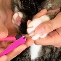 猫が苦手な『爪切り』をしようとしたら…思わず抱きしめたくなる『愛おしすぎる反応』が24万再生「アルマジロみたいｗ」「なんて健気」