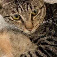 ベッドでくつろぐ子猫と先住猫→手を見てみたら…あまりにも尊い『まさかの瞬間』に3万7000いいね「愛ですなぁ」「かわいいかわいい」